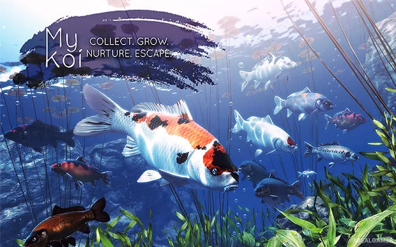 My Koi Cover Art
